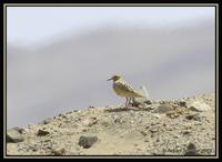 Tawny-throated Dotterel
