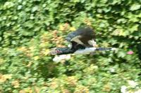 Trumpeter Hornbill In Flight