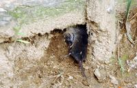 땃쥐(Crocidura lasiura) 영명 : Ussuri White-toothed Shrew