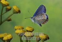 Common Blue , male ( Polyommatus icarus ) stock photo