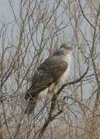 Goshawk