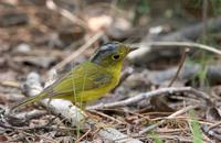 Grey-crowned warbler C20D 03972.jpg