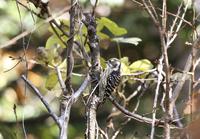 쇠딱따구리 [Japanese pygmy woodpecker]