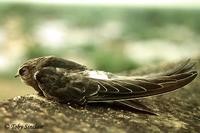 Apus pacificus Fork-tailed Swift ts