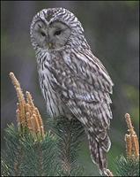 Ural Owl Strix uralensis