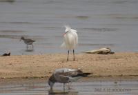 Swinhoe's Egret Egretta europhotes 노랑부리백로