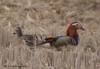 원앙 Mandarin Duck Aix galericulata Kang-reung,