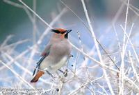 Fig. 13. Japanese Waxwing : 홍여새