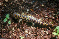 : Ambystoma tigrinum tigrinum; Eastern Tiger Salamander