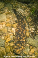 : Andrias japonicus; Japanese Giant Salamander