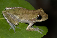 : Hyla squirella; Squirrel Treefrog