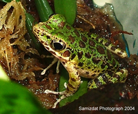 : Odorrana schmackeri; Piebald Odorous Frog