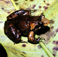 : Phrynobatrachus irangi