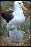 : Diomedea melanophris; Black-browed Albatross