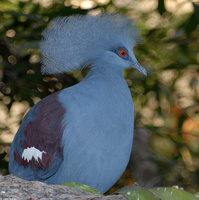 : Goura cristata; Western Crowned-pigeon