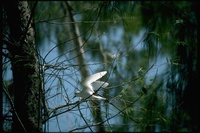 : Gygis alba; Fairy Tern