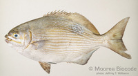 : Kyphosus vaigiensis