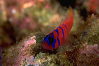 : Lythrypnus dalli; Bluebanded Goby