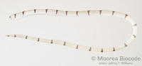 : Myrichthys colubrinus