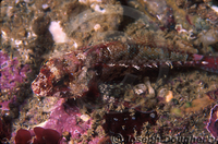 : Orthonopias triacis; Bluntnosed Sculpin