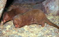 : Helogale parvula; Dwarf Mongoose