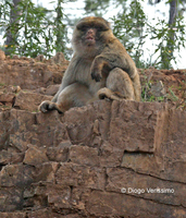 : Macaca sylvana