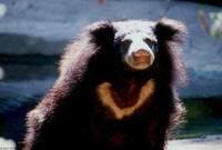 : Melursus ursinus; Sloth Bear