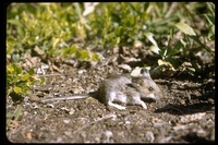 : Peromyscus maniculatus; Deer Mouse