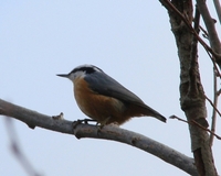 : Sitta canadensis; Red-breasted Nuthatch