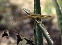 : Anolis pulchellus; Grass Anole