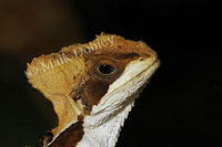 : Corytophanes hernandezi; Helmeted Basilisks