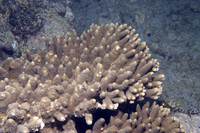 : Acropora abrotanoides