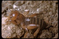 : Stenopelmatus longispina ssp. brunner; Jerusalem Cricket