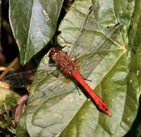 : Sympetrum sanguineum; Ruddy Darter