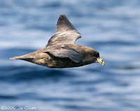 Northern Fulmar. 1 October 2006. Photo by Jay Gilliam