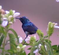 Purple Sunbird (Nectarinia asiatica) 2004. december 30. Bund Baretha