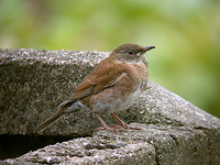 흰배지빠귀 Turdus pallidus | pale thrush 여름철새