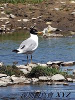 Larus ichthyaetus Great Black-headed Gull 漁鷗 045-022