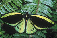 Cairns Birdwing Butterfly