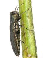 Agrilus angustulus - Oak Borer