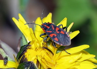 Spilostethus saxatilis