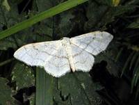 Idaea aversata - Riband Wave
