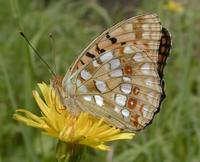 Argynnis adippe adippe