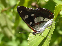 Limenitis reducta - Southern White Admiral