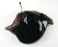 Melanocetus johnsonii, Humpback anglerfish: