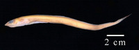 Rhynchoconger flavus, Yellow conger: fisheries