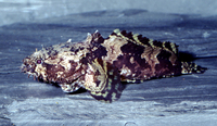 Allenbatrachus grunniens, Grunting toadfish: