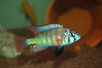 Platytaeniodus degeni, :