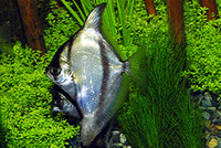 Monodactylus sebae, African moony: fisheries, aquarium