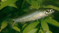 Hemigrammocharax uniocellatus, :